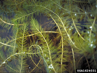 Uploaded Image: /uploads/Invasives Blog/milfoil_small.jpg